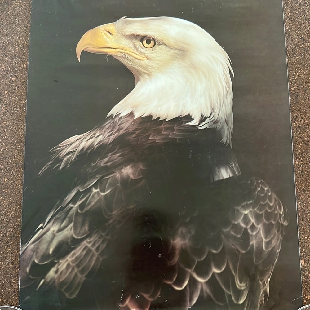 BALD EAGLE 1978 Stewart Cassidy WALL POSTER VINTAGE